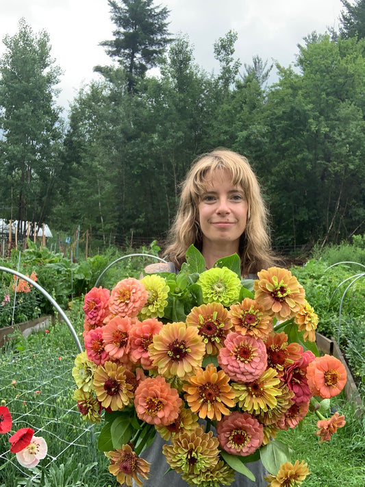 zinnias